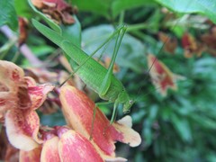 Phaneroptera gracilis