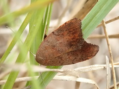 Tortricopsis semijunctella