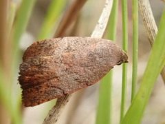 Tortricopsis semijunctella