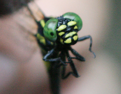 Lamelligomphus castor