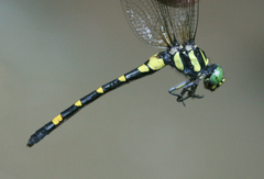 Lamelligomphus castor