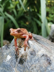 Dendropsophus bogerti
