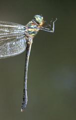 Macromidia rapida