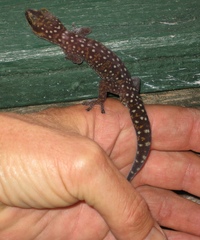 Oedura tryoni
