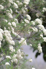 Cassinia aculeata aculeata