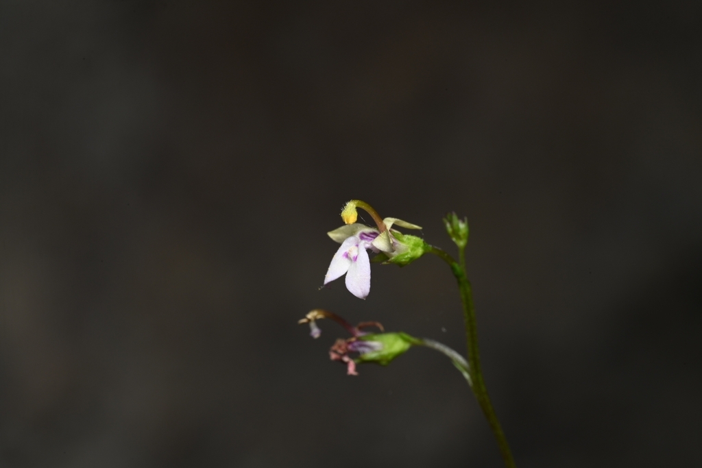 Pseudonemacladus oppositifolius