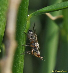 Dorycera graminum