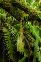 Phlegmariurus gnidioides