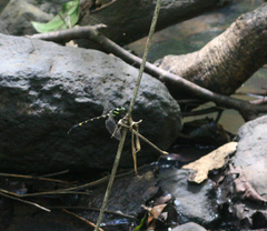 Macrogomphus kerri