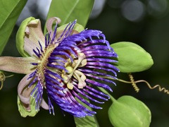 Passiflora laurifolia