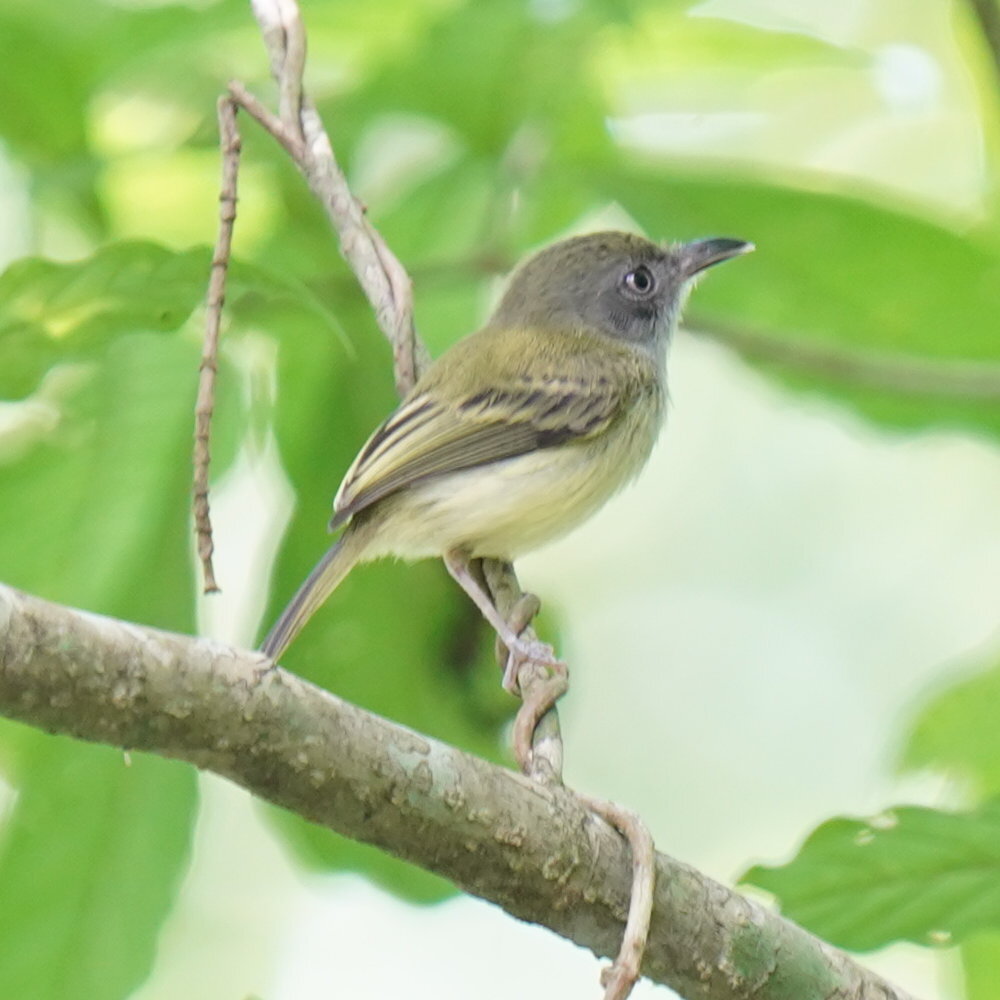 Northern Bentbill (Oncostoma cinereigulare), photo 8
