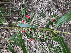 Ardisia crispa