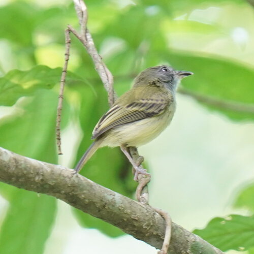Northern Bentbill (Oncostoma cinereigulare), photo 6