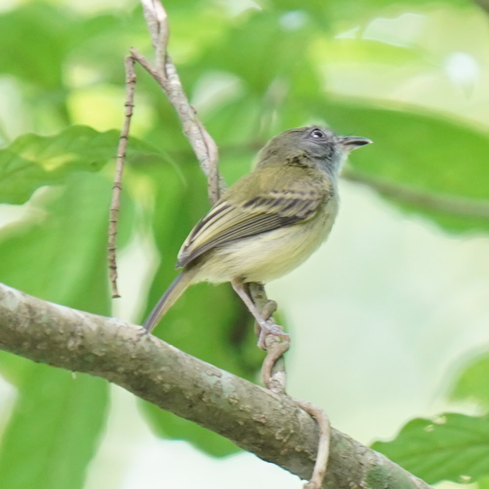 Northern Bentbill (Oncostoma cinereigulare), photo 9