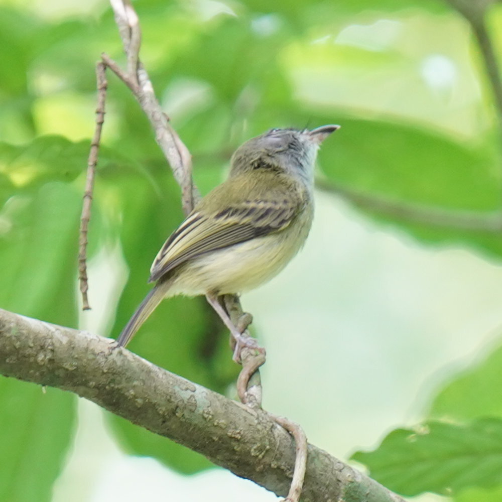 Northern Bentbill (Oncostoma cinereigulare), photo 10