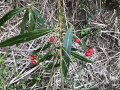 Ardisia crispa
