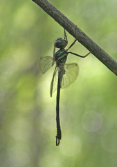 Idionyx thailandicus