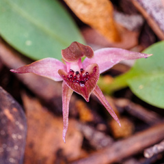Chiloglottis triceratops