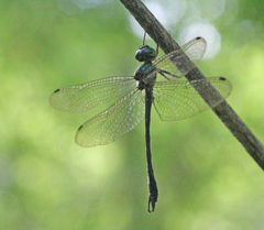 Idionyx thailandicus