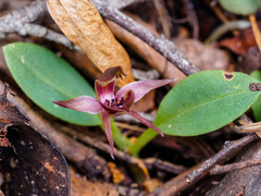 Chiloglottis triceratops