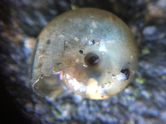 Zonitidae