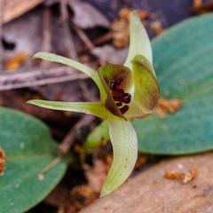 Chiloglottis triceratops