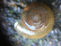 Zonitidae