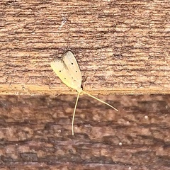 Lecithocera concinna