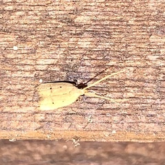 Lecithocera concinna