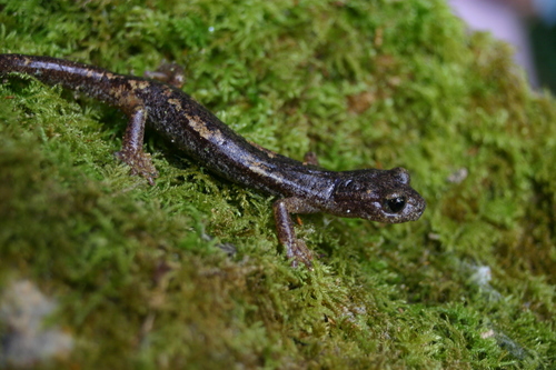 Speleomantes ambrosii