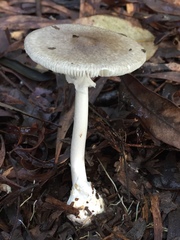 Amanita marmorata