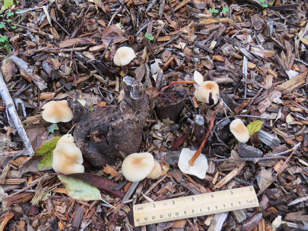 Gymnopus dryophilus · November 2025 · photo: © garth_harwood (iNaturalist, cc-by)