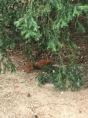 Sciurus vulgaris
