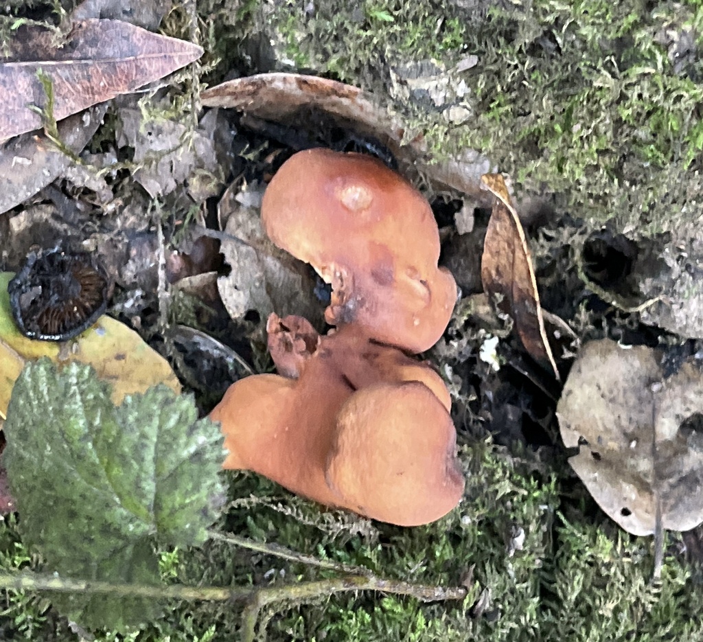 Lactarius rubidus · December 2025 · photo: © joqatana (iNaturalist, cc-by)