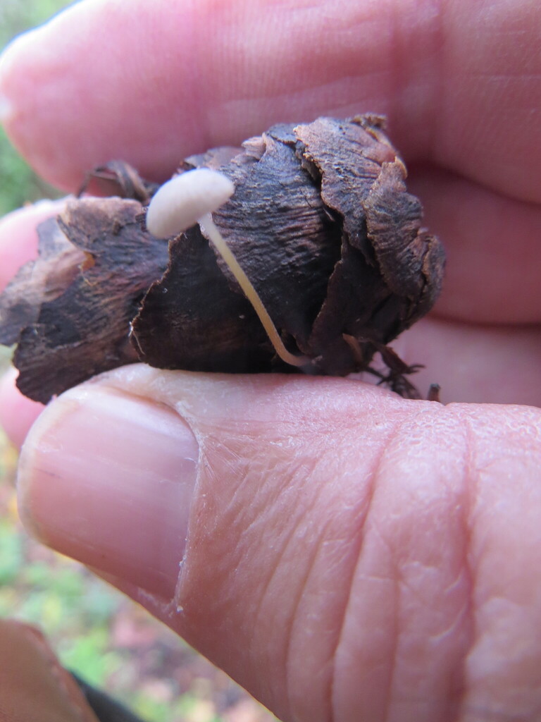 Strobilurus trullisatus · November 2025 · photo: © garth_harwood (iNaturalist, cc-by)