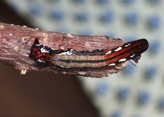 Lepidoptera