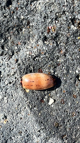 Cypraea isabella observed 2025-12-01