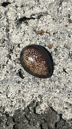Monetaria caputserpentis observed 2025-12-01