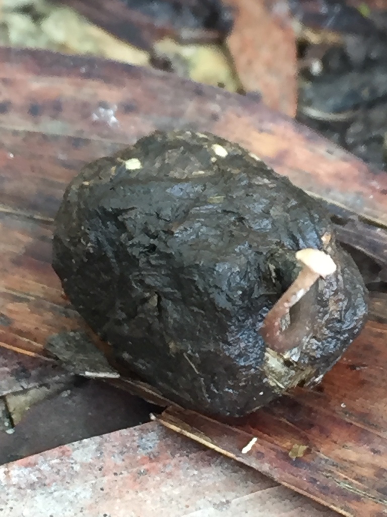 Poronia australiensis