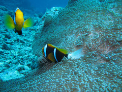 Orange-fin anemonefish