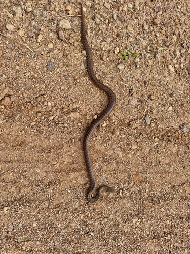 Papuan Spotted Python sighting