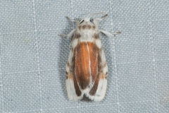 Nephelomilta chalcedona