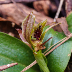Chiloglottis grammata