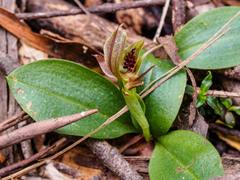 Chiloglottis grammata