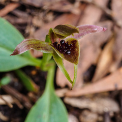 Chiloglottis grammata