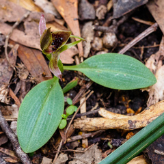 Chiloglottis grammata