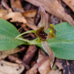 Chiloglottis grammata