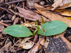 Chiloglottis grammata