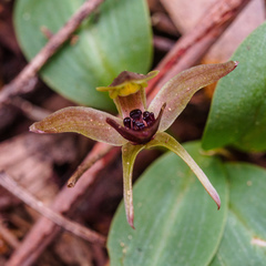 Chiloglottis grammata