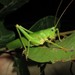 Destructive Katydid - Photo (c) Matthew Connors, some rights reserved (CC BY-NC), uploaded by Matthew Connors